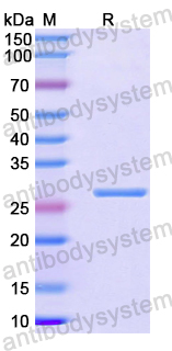 Recombinant Human DAG1/Dystroglycan Protein, N-His