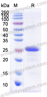 Recombinant Human LY6D Protein, N-His-SUMO & C-Strep