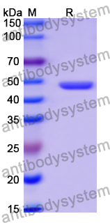 Recombinant Human FGL2 Protein, N-His