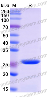 Recombinant Human CSHL1 Protein, N-His