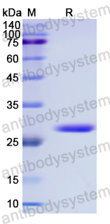 Recombinant Human CAPRIN1 Protein, N-His-SUMO & C-Strep