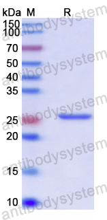 Recombinant Human HNF4G Protein, N-His