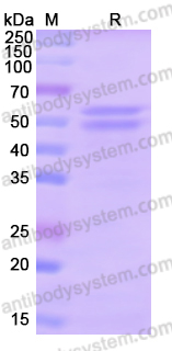 Recombinant Human MCM6 Protein, N-His