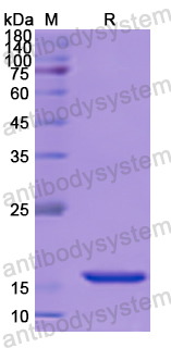 SDS-PAGE for Recombinant Human IRF3 Protein, N-His ?>