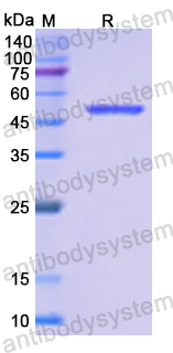 Recombinant Human GRM3 Protein, N-GST