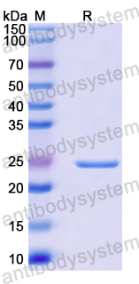 Recombinant Human BRD3 Protein, N-His-SUMO