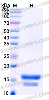 Recombinant Human PEA15 Protein, Tag free