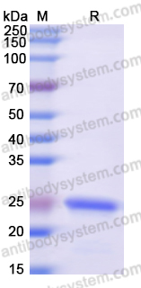 Recombinant Human NONO Protein, N-His