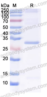 Recombinant Human PTPA Protein, N-His