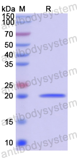Recombinant Human POU4F3 Protein, N-His