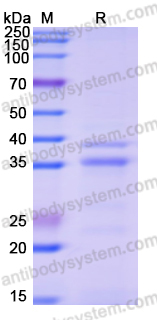 Recombinant Human SF3B3 Protein, N-His