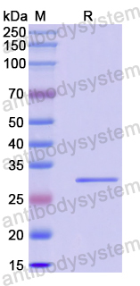 Recombinant Human RSU1 Protein, N-His
