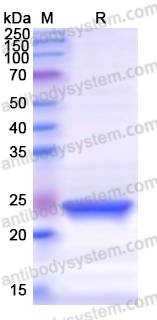 Recombinant Human SKIV2L Protein, N-His