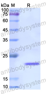 Recombinant Human ELAVL1 Protein, N-His