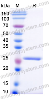 Recombinant Human SLC1A5 Protein, N-His-SUMO & C-Strep