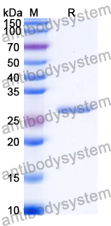 Recombinant Human CD226/DNAM-1 Protein, N-His