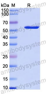 Recombinant Human STXBP2 Protein, N-His