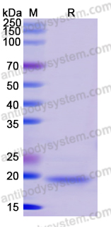 Recombinant Human VAMP3 Protein, N-His-SUMO & C-Strep