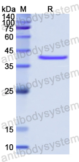 Recombinant Human CRY1 Protein, N-GST