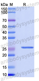 Recombinant Human MRPL23 Protein, N-His-SUMO