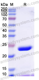 Recombinant Human SRSF7 Protein, N-His-SUMO