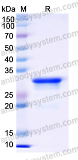 Recombinant Human NFIL3 Protein, N-His-SUMO & C-Strep