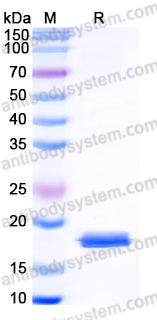 Recombinant Human MOG Protein, C-His