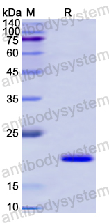 Recombinant Human NRF1 Protein, N-His