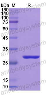 Recombinant Human HIF1A Protein, N-His