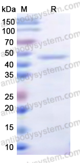 Recombinant Human PTPRN Protein, N-His