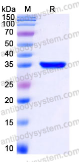 Recombinant Human PTPRN Protein, N-His
