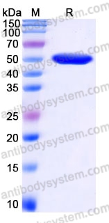 Recombinant Human PTPRN Protein, N-His