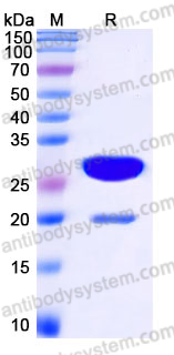 Recombinant Human PTPRN Protein, N-His