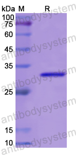 Recombinant Human IMMT Protein, N-His
