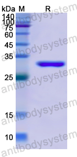 Recombinant Human MPEG1 Protein, N-His