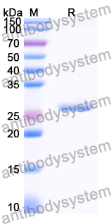 Recombinant Human ABCB5 Protein, N-His