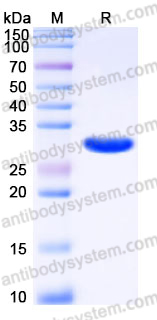 Recombinant Human ABCB5 Protein, N-Trx