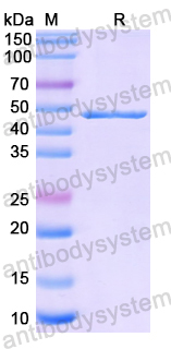 Recombinant Human ALDH1L2 Protein, N-His