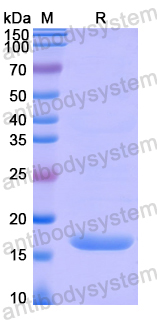 Recombinant Human AMOT Protein, N-His
