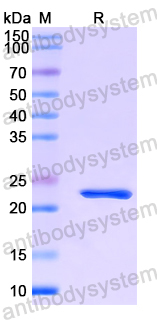 Recombinant Human FNDC3B Protein, N-His