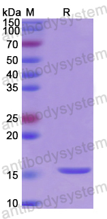 Recombinant Human HIKESHI Protein, N-His
