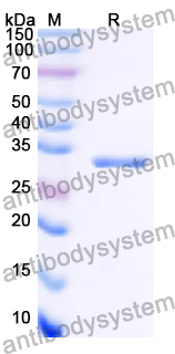 Recombinant Human ACSM3 Protein, N-His
