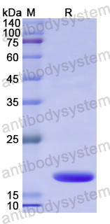 Recombinant Human PLA1A Protein, N-His
