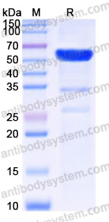 Recombinant Human LACTB2 Protein, N-GST
