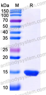 Recombinant Human IL31 Protein, Tag free