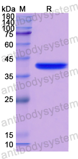 Recombinant Human H2AC18 Protein, N-GST