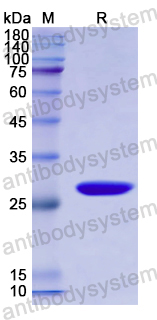 Recombinant Human CSPG4 Protein, N-His