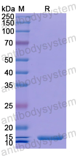 Recombinant Human OLFM4 Protein, N-His