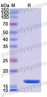 Recombinant Human H3C15 Protein, N-His