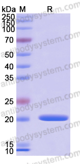 Recombinant Human ADAMTS13 Protein, N-His